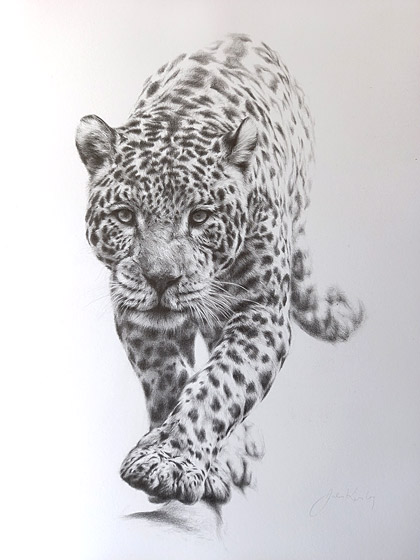 Jules Kesby afraican animal art, spirit walker Jaguar, sketch